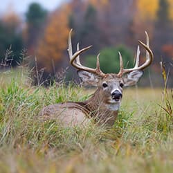 Whitetail Buck laying in field